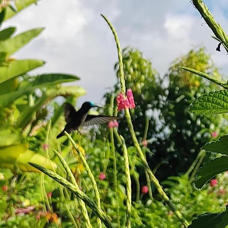 Finca La Puesta Del Sol - Miramar De Sierpe 外观 照片